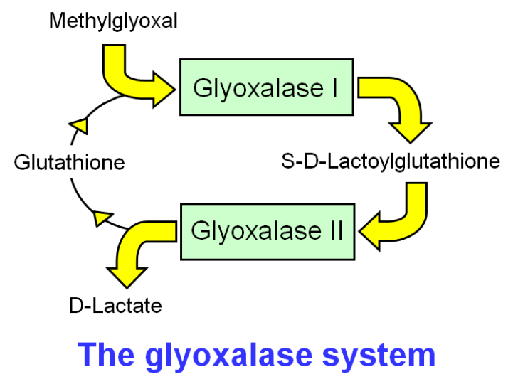 The Glyoxylase System